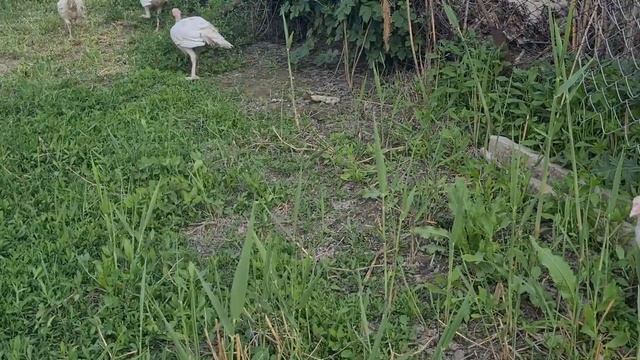 Зимние цыплята( уже как куры) с шикарными причёсками/Индюшата белые широкогрудые без выпойки смотреть онлайн