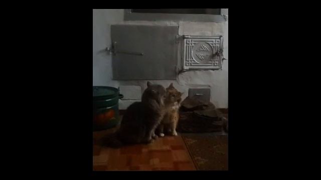 Две киски лижут друг друга смотреть онлайн