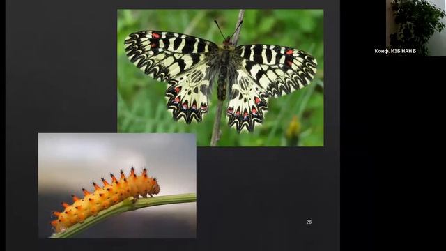 «Опасные соседи: Дикорастущие ядовитые растения Беларуси» смотреть онлайн