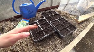 Посев кочанного салата. Тонкости выращивания