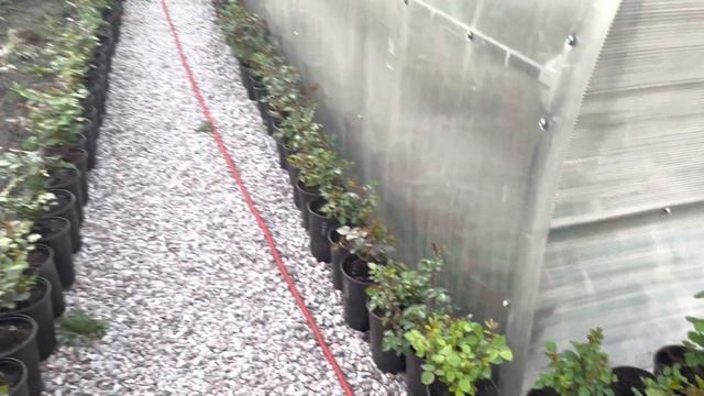 Под эти цветы нужно срочно строить теплицу . смотреть онлайн