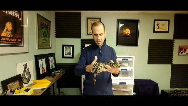 The CINNAMON Ball Python Dark Morph! смотреть онлайн