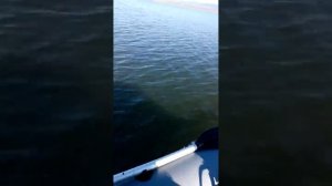 Тайга 270 + киль Yamaha 5 CMHS