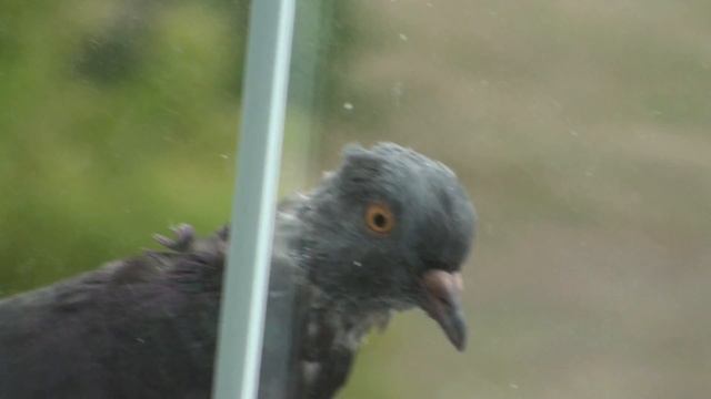 Городской голубь ест с руки на окне. Как приручить. смотреть онлайн