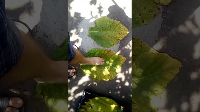 Табак. Сорт "ВИРДЖИНИЯ". смотреть онлайн