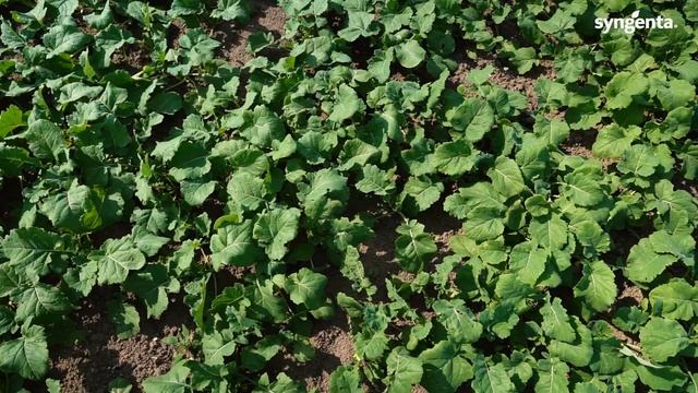 СИ Аннабелла - красотка полей! Опыт возделывания озимого рапса в 2023 году в УО СПК Путришки смотреть онлайн