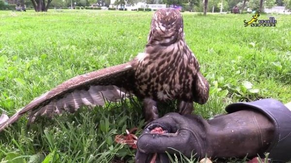 Полёт сокола, соколиная охота