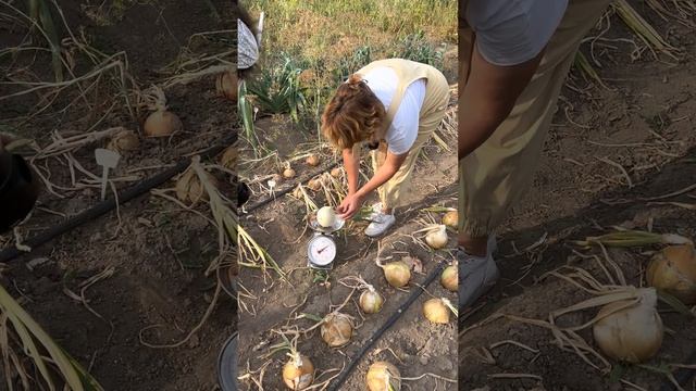 Этот лук нас очень удивил | #SemenaPartnerShorts