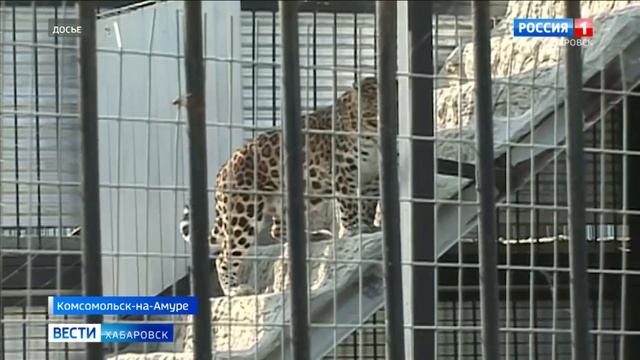 Пополнение в зооцентре «Питон» смотреть онлайн