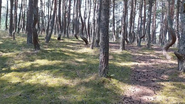 Танцующий лес. Курсшкая коса Kuršiųnerija. смотреть онлайн