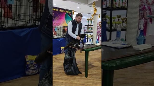 Кот Мейн - кун, полидакт. Выставка кошек Тольятти 27.11