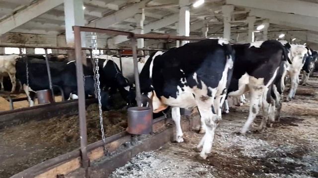 Колхоз реализует 950 голов нетелей молочных пород КРС. Ферма в России. Продажа КРС в России и в СНГ смотреть онлайн