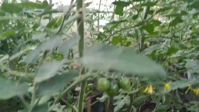 Уход за томатами/ Как получить хороший урожай помидор смотреть онлайн
