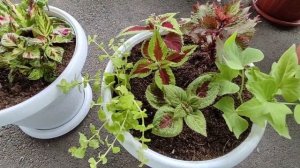 Высаживаю Колеус в кашпо.Составляю цветочные миксы и композиции с колеусом .С чем посадить колеус.