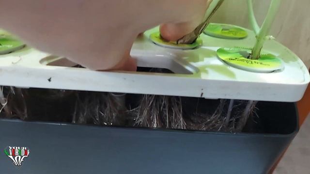 AeroGarden or Click & Grow Smart Garden Which Grows Best? WATCH BEFORE YOU BUY! смотреть онлайн