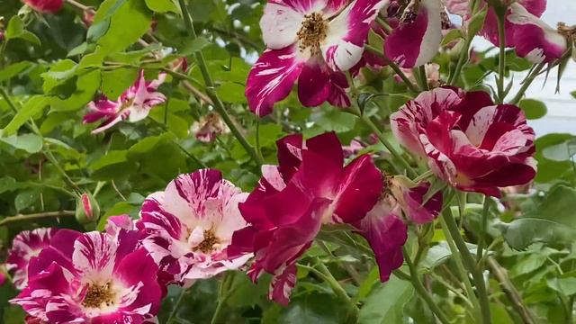 Fourth of July climbing rosé update смотреть онлайн