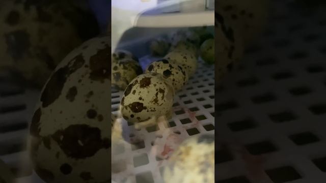 у нас пополнение перепелов смотреть онлайн