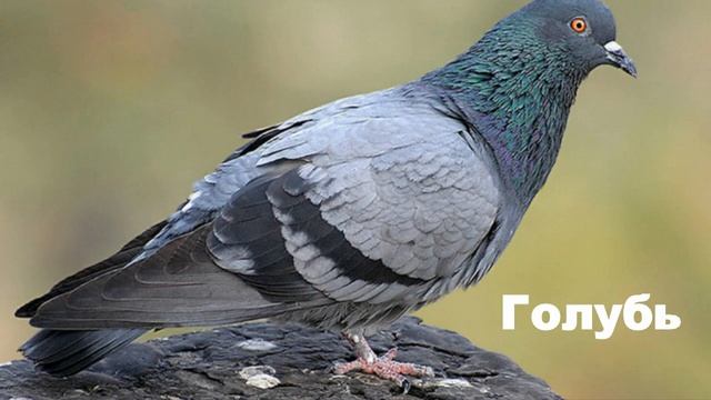 ПТИЦЫ - развивающие мультики для малышей. Учим животных вместе! На русском.Голоса птиц смотреть онлайн