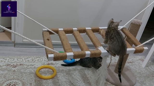 Pirates of the home?They eliminated the two main cats of the house? смотреть онлайн