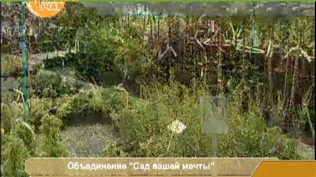 Особенности контейнерных растений от питомника "Сад Вашей Мечты" смотреть онлайн