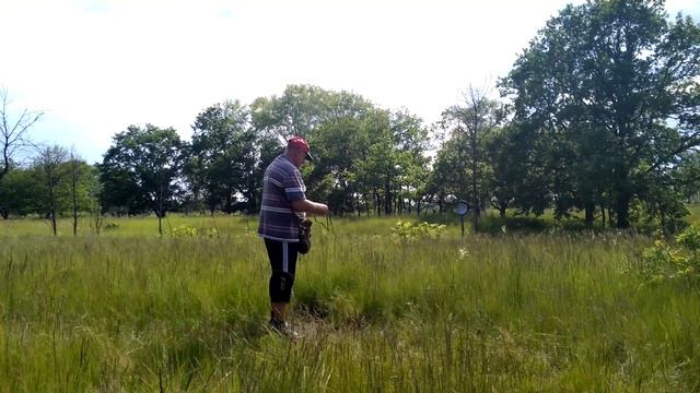 Праща. Poa Pratensis