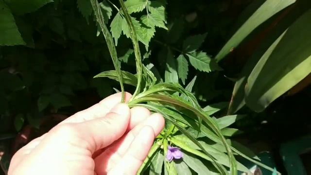 Mexican petunia 👉 growing and caring method // Best evergreen flowering plants смотреть онлайн