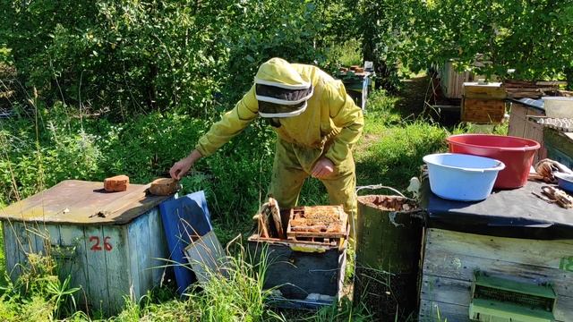 Пчеловодство.СУПЕР ДОБРЫЕ ПЧЁЛЫ!Поймал супер мега-добрый рой пчёл в лесу.Переселяю в улей что внутр смотреть онлайн