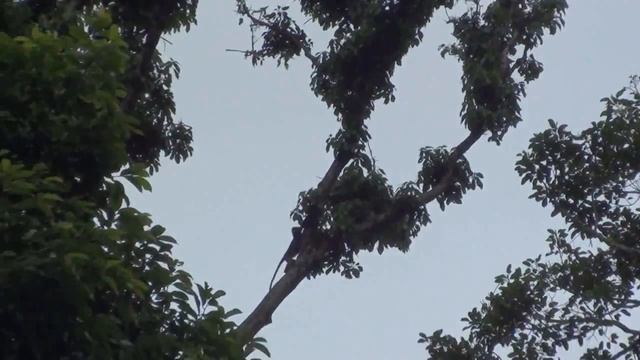 Таиланд, национальный парк Као Сок, озеро Чео Лан смотреть онлайн