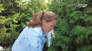 Подкормка хвойных и голубики осенью. Какое удобрение лучше внести под зиму