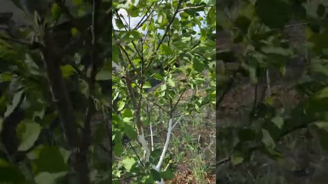 Результат обработки яблони и других кустарников актарой от гусениц ? смотреть онлайн