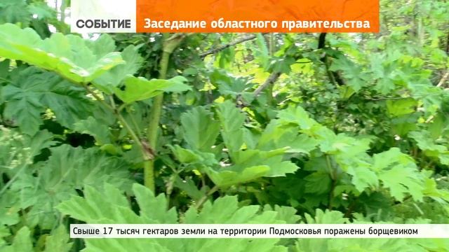 Против борщевика обработаны 272 га из 300 запланированных на год смотреть онлайн