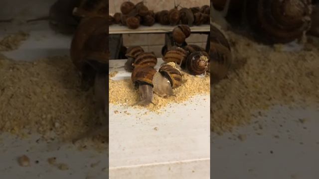 Ферма улиток. Комната репродукции. Helix aspersa muller смотреть онлайн