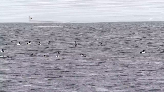 Лутки в брачный период. смотреть онлайн