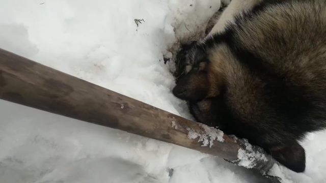 Зорро-агроном))) смотреть онлайн