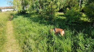 прогулка с собакой 23.mp4