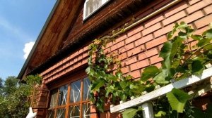 Амурский неукрывной виноград (сорт Амурский прорыв) Южный Урал