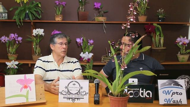 ORQUÍDEAS, DICAS BÁSICAS PARA SUAS PLANTAS, ORQUIDÁRIO AMBIENTAL смотреть онлайн