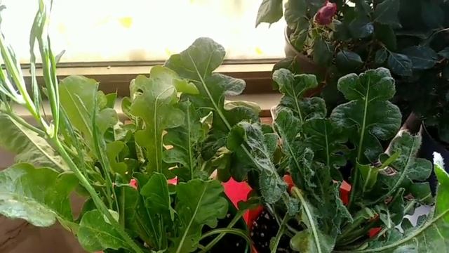 How to plant statice from seeds, growing, and drying, showing you all Statice growing stages смотреть онлайн