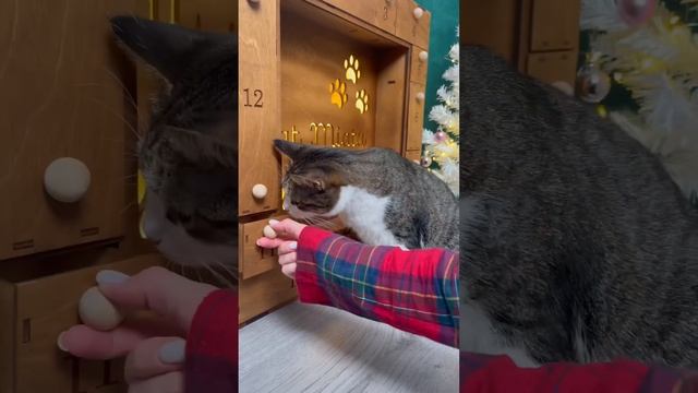 КОШАЧИЙ АДВЕНТ ДЛЯ МЯТЫ? смотреть онлайн