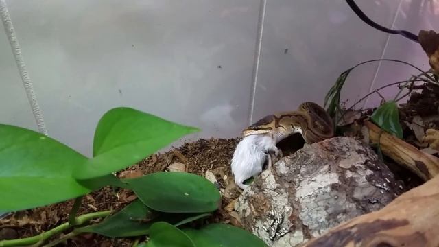 Feeding My Ball Python A Frozen/Thawed Mouse!!! смотреть онлайн