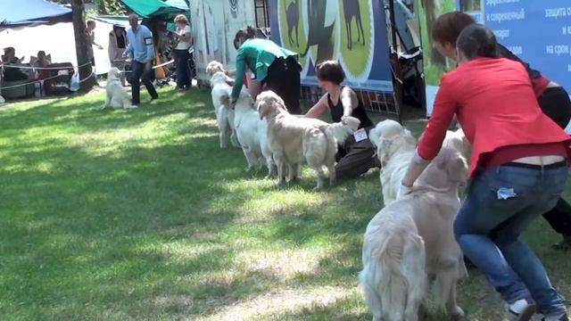 Кобели Открытого класса. Х Национальная выставка Золотистых ретриверов смотреть онлайн