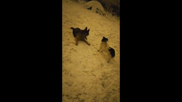 Мои собаки 2 сойгаки (у них новогодние настроение) смотреть онлайн