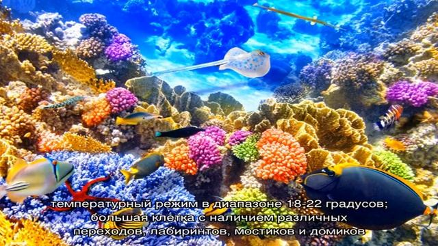Сколько лет живут домашние морские свинки? смотреть онлайн