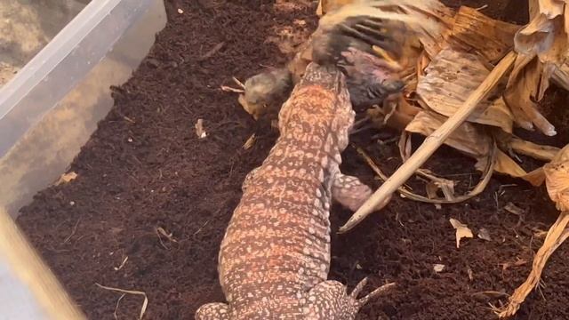 Red Tegu rips baby chicks wing off?❗️ смотреть онлайн