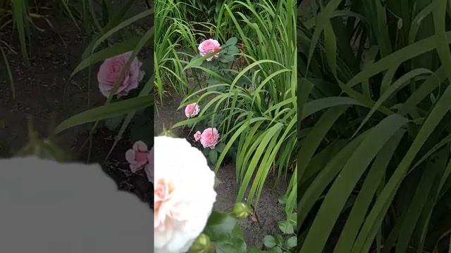 Цветение розочки Бременские Музыканты. смотреть онлайн