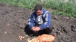 Посадка лука-шалот КФХ Надежда