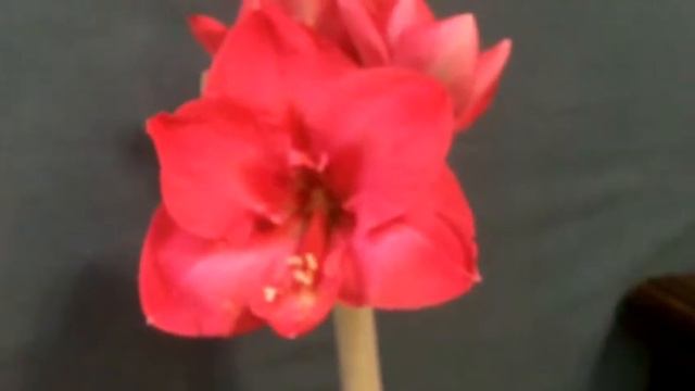 Rosita 001 смотреть онлайн