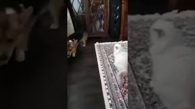 Корги и Рэгдолл смотреть онлайн