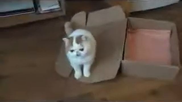 Кот и Коробка Cat Snoopy and Box смотреть онлайн