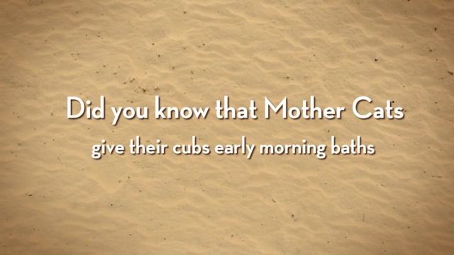 Cubs or Baby Big Cats - Big Cats for Kids смотреть онлайн